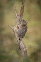 Brown Rat