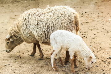 Sheep and her lamb