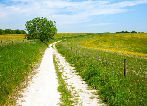 North Downs Way path