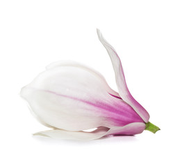 Pink  magnolia flower on  white background