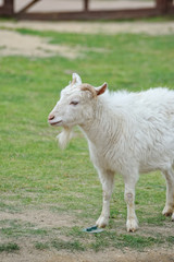 山羊のポートレート