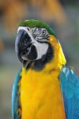 ルリコンゴウインコ