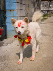 The adoration of the dog during the Tihaar festival in Nepal
