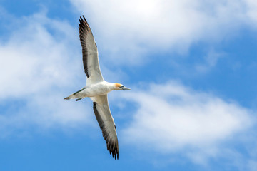 Gannet at Muriwai Beach, Auckland, New Zealand