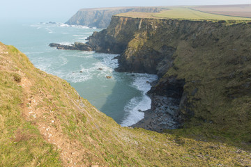 Naklejka premium Seals Mutton Cove near Godrevy Cornwall coast England UK