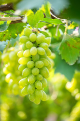Green grapes