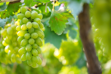 Green grapes
