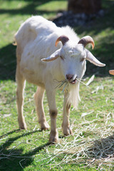 山羊のポートレート