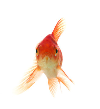 Golden fish