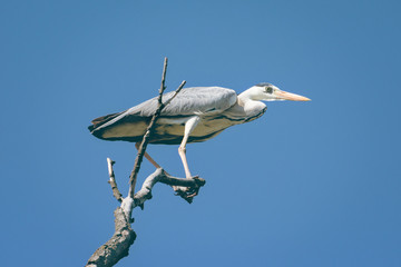 Grey heron, Ardea cinerea