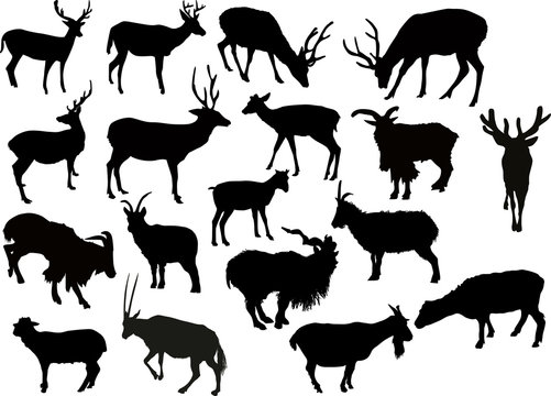 eighteen deers and goats silhouettes isolated on white