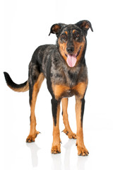 Beauceron