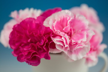 カーネーション