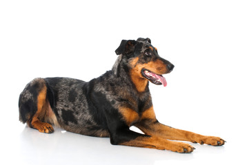 Beauceron