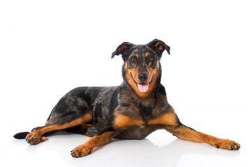 Fototapeta premium Beauceron