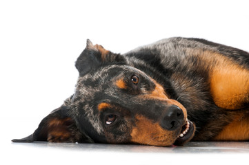 Beauceron