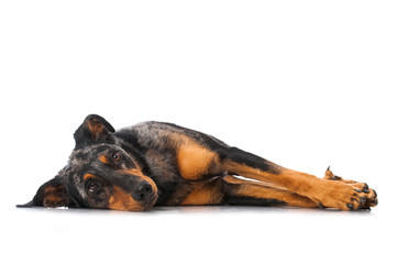 Obraz premium Beauceron