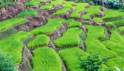 Landscape of the lined Green terraced rice  field 