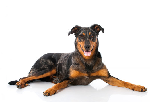 2 012 Best Beauceron Images Stock Photos Vectors Adobe Stock