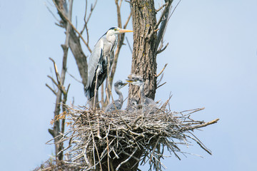 Grey heron, Ardea cinerea