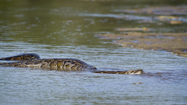 Asian Python inside river in Nepal