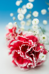 カーネーション