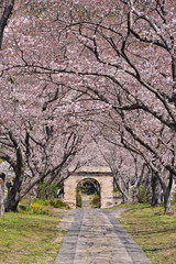 桜のアーチ