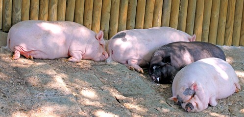 pigs lying wearily on the mud