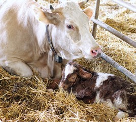 newborn calf in the straw with her mom © ChiccoDodiFC