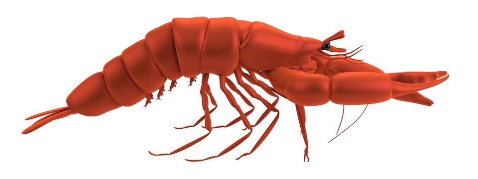 realistic 3d render of lobster