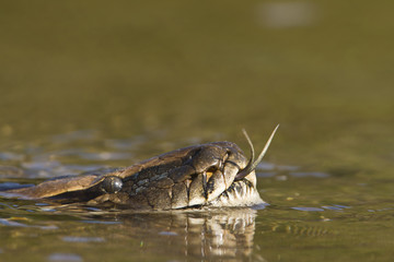Asian Python in river in Nepal