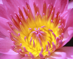 Obraz premium Close up of pink water lily
