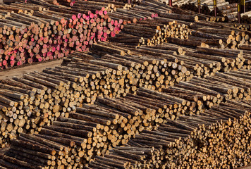 Stacks of tree trunks ready for export by sea