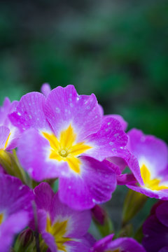 Purple flowers in the garden © eternalfeelings