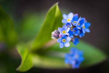  forget-me-not flower