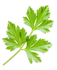 Parsley leaves isolated on white background, closeup