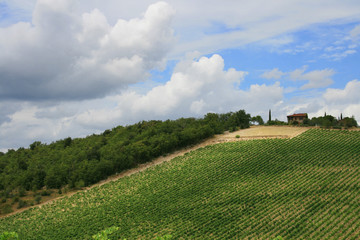 Vineyard in Tuscany