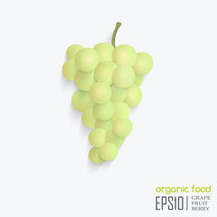 vector illustration of isolated grape.
