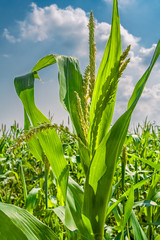 Corn on the background of field and sky
