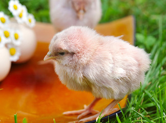 Little chicken and egg on the grass