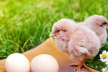 Little chicken and egg on the grass