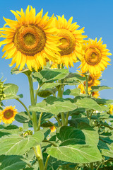 Three yellow sunflowers