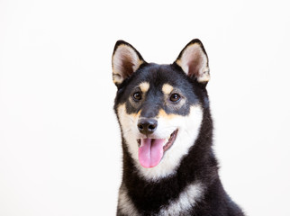 Black shiba inu dog smile