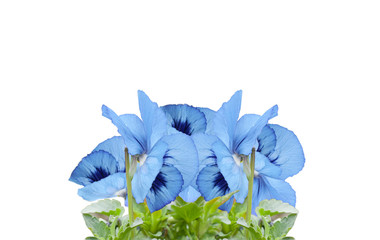 violet flowers isolated on white background