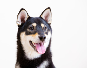 Black and tan Shiba Inu