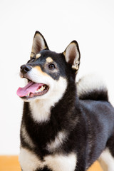 Japnese Shiba inu dog
