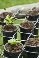Coffee - Various Stages Of The Coffee Plant Germination