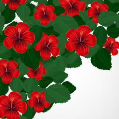 Floral design background. Hibiscus flowers.