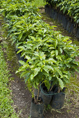 Nature's Garden - Coffee - Coffee Plantation