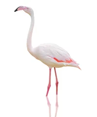 Fotobehang Flamingo © Onigiri